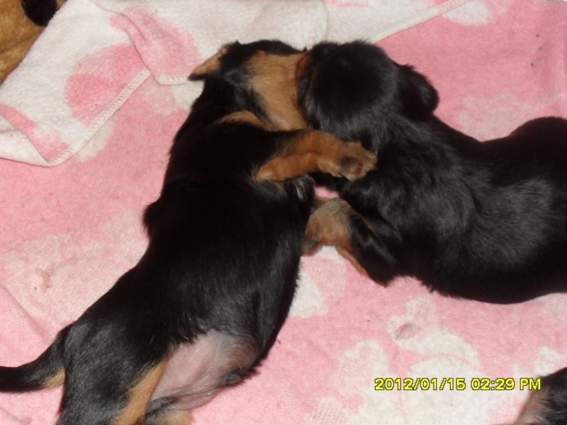 szczeniaczki-rasa silki.